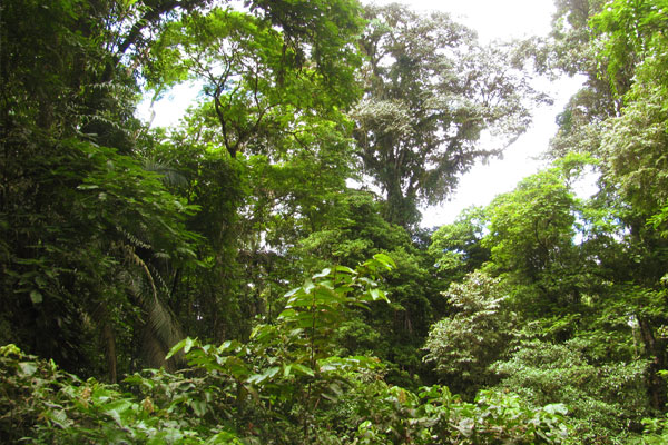Forest at La Selva by Christa Markley