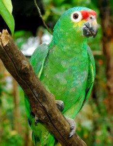 2 Red Lored Parrot r alison 234x300