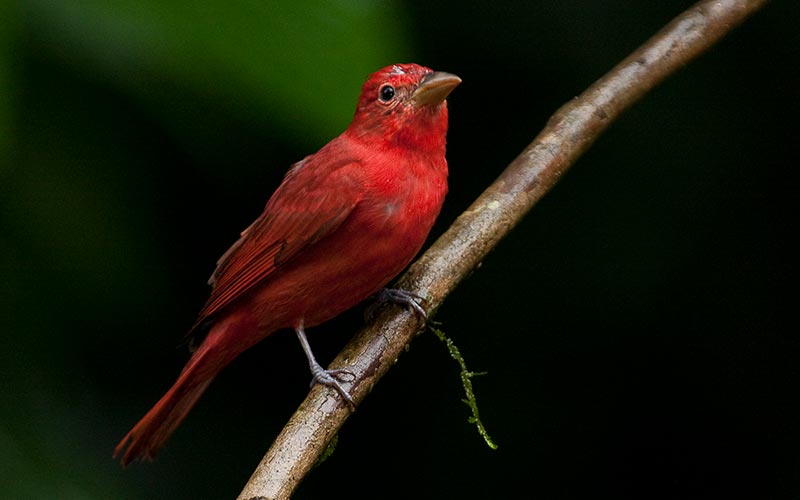 summer-tanager-piranga-rubra-800x500.jpg