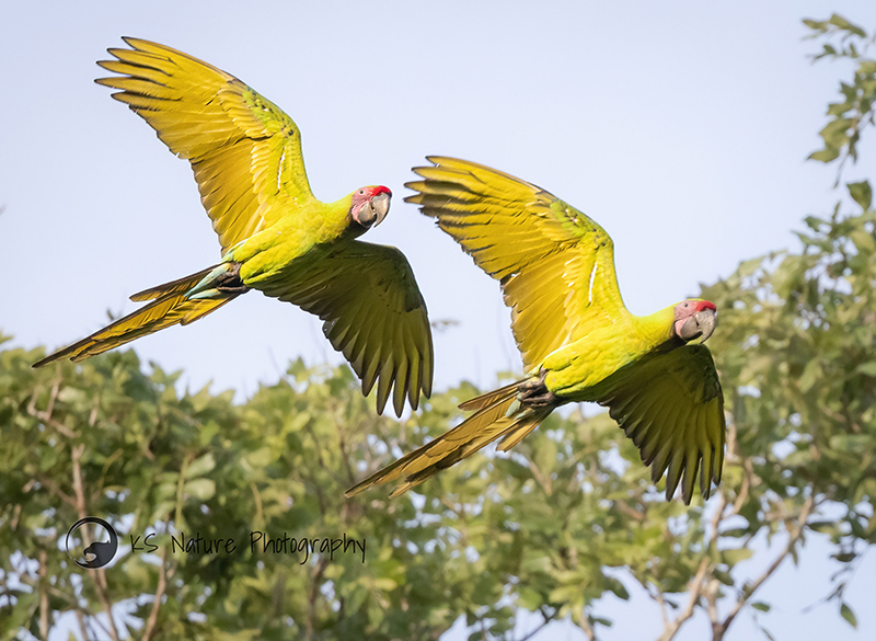 Macaws KS nature photography th