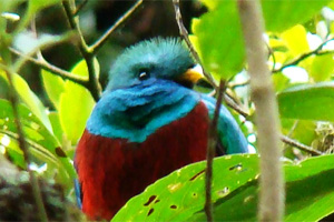 The Resplendent Quetzal, Costa Rica