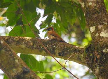 Smoky brown woodpecker SVL