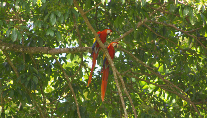 Scarlet macaws by Pelin Karaca blog inline