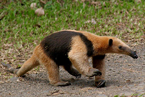 Lesser anteater, Selva Verde Lodge Image