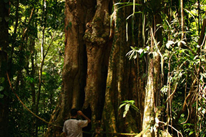 Large & old Almond tree at Selva Verde Lodge Image