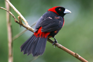 Crimson-collared Tanager Image