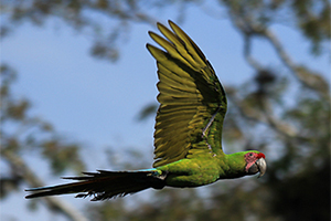 Great green Macau Image
