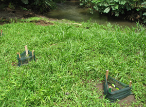 Tree planting at the Learning Center Image