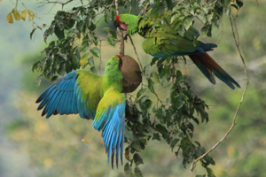 Great green Macau, Selva Verde Lodge Image