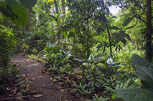 Nature trails, Selva Verde Lodge Image