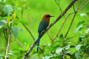 Rufous Motmot, Costa Rica Image
