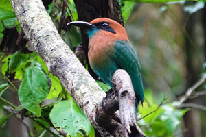 Broad-billed Motmot by Debbie Jordan Image