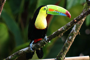 Keel-billed Toucan by Joaquin Garcia Image
