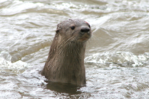 Nutria or water dog, Costa Rica Image