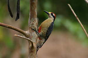 Black-cheeked Woodpecker, Sarapiquí Image
