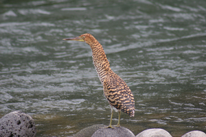 Bare-throated Tiger-Heron, Sarapiquí Image