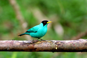 Green Honeycreeper, Sarapiquí Image