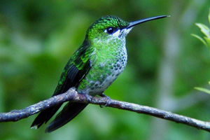 White-bellied-mountaingem, Savegre Image
