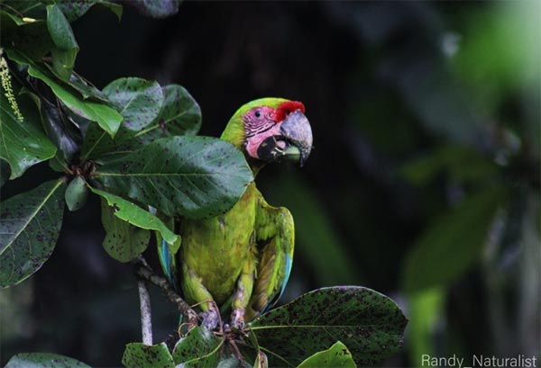 Great Green Macaw Image