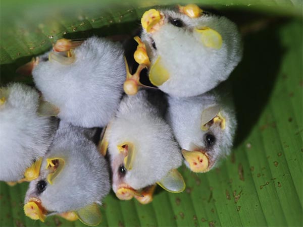 Honduran White Bats Image