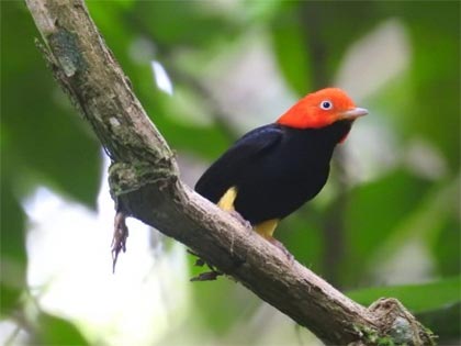 Red capped manakin Image