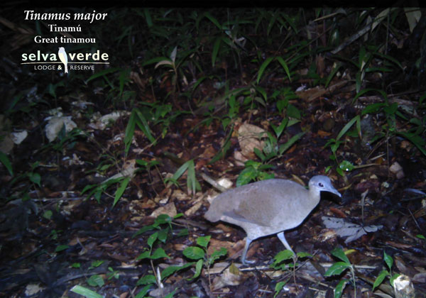 Tinamus major // Great Tinamou Image
